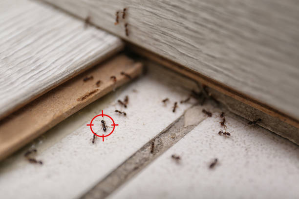 Best Exterminator Services  in Ives Estates, FL