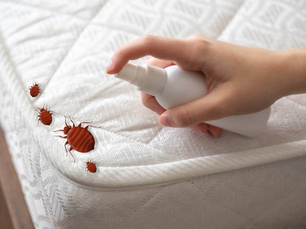 Best Flea Control Services  in Ives Estates, FL