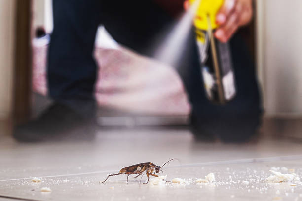 Best Mosquito Control Services  in Ives Estates, FL