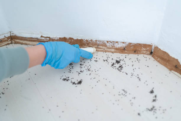 Flea Control Services in Ives Estates, FL